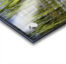 Painted Turtle Acrylic print