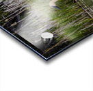 Trumpeter Swans Acrylic print