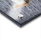 Pelicans Acrylic print