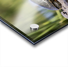 Painted Turtle Acrylic print