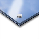 Pelican Acrylic print