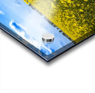 Canola Field Acrylic print