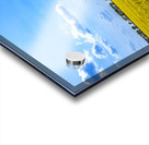 Canola Field Acrylic print