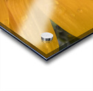 Sunflower Acrylic print