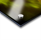 Northern Light Above the Canopy Acrylic print