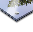 Blue Heron Over the Canopy Acrylic print