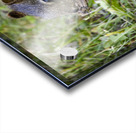 Squirrel  Acrylic print