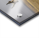 Pronghorn Antelope Acrylic print