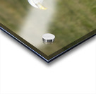 Eagle on a Fence Acrylic print