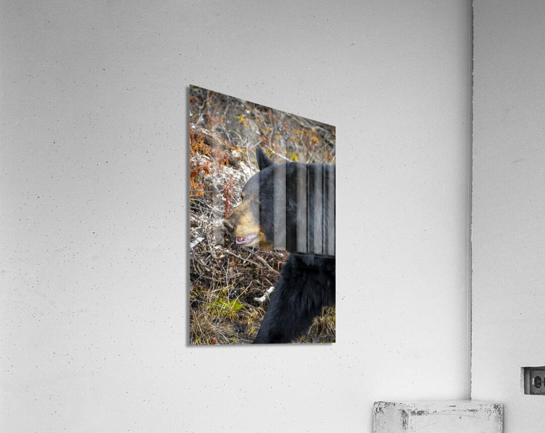 Mama Bear Acrylic Print