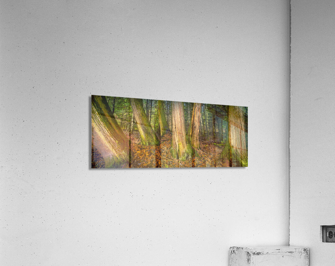 Tree Grove Acrylic Print