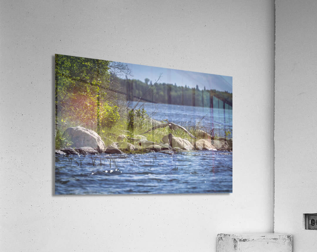 Blue Herons Flight Acrylic Print