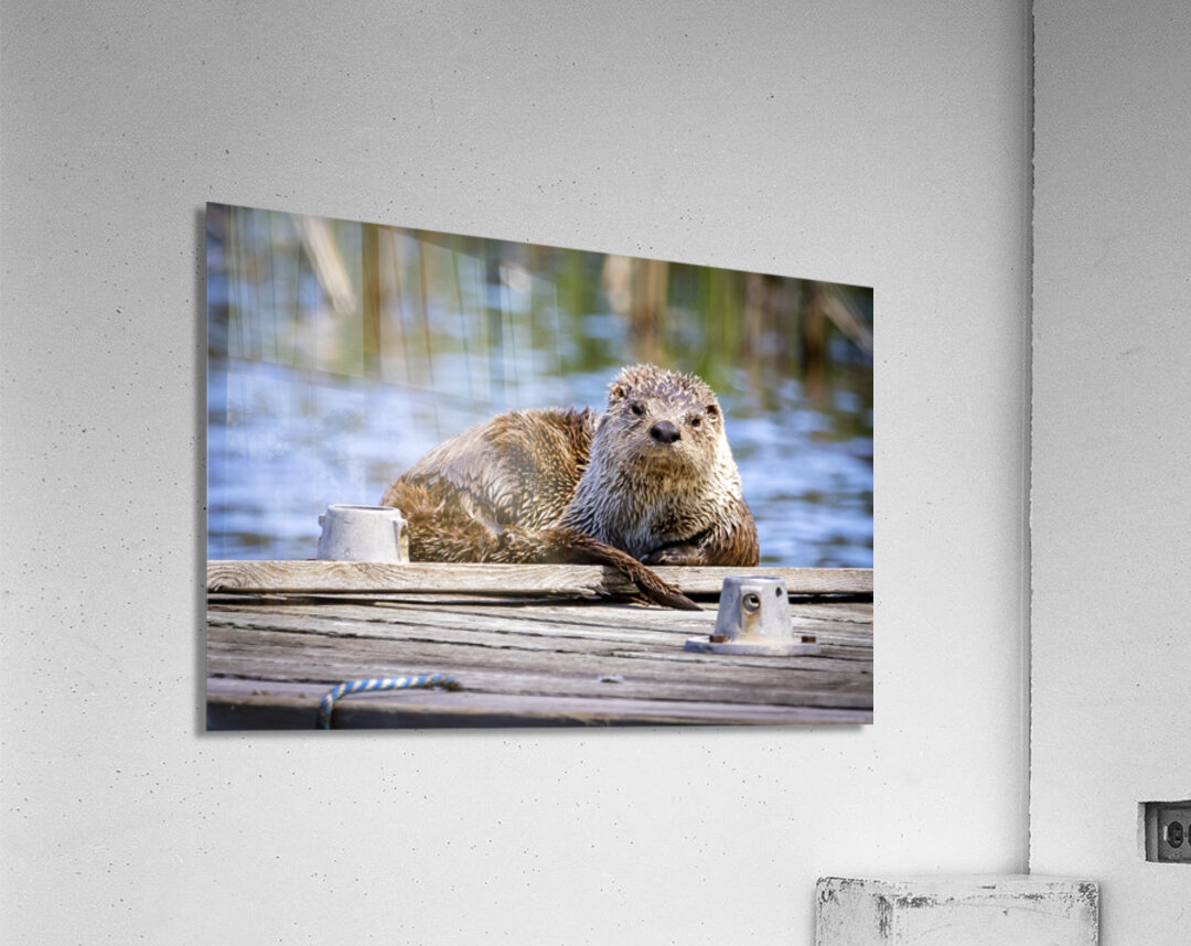 Otter Acrylic Print