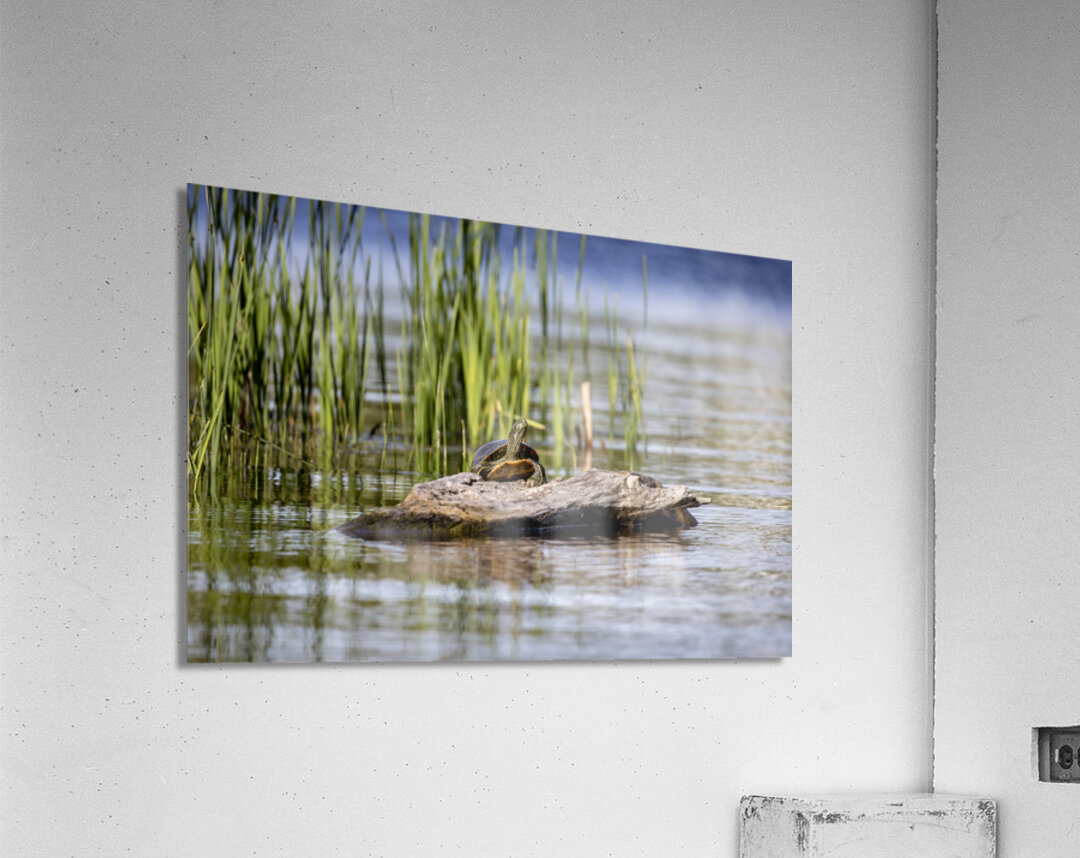 Painted Turtle Acrylic Print