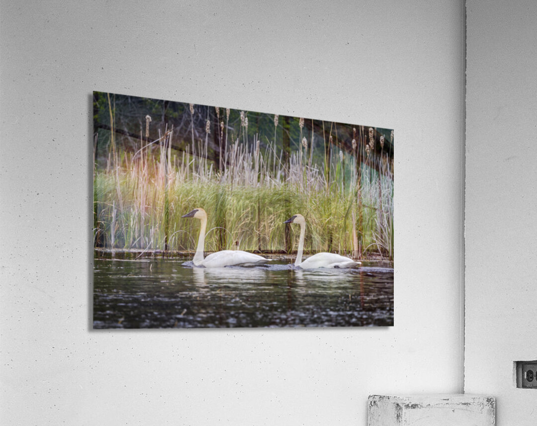 Trumpeter Swans Acrylic Print