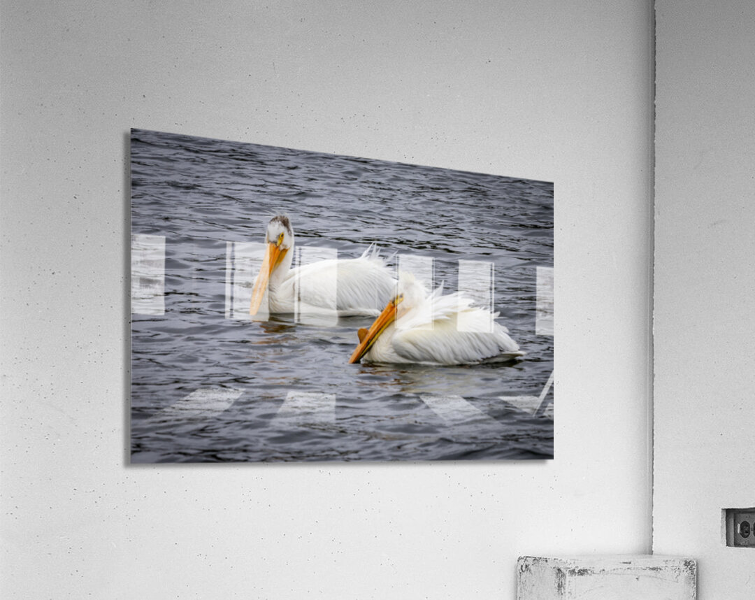 Pelicans Acrylic Print