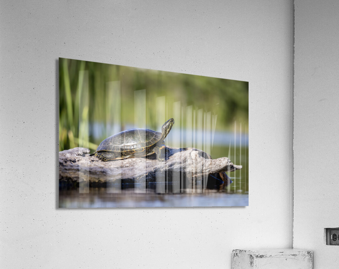 Painted Turtle Acrylic Print