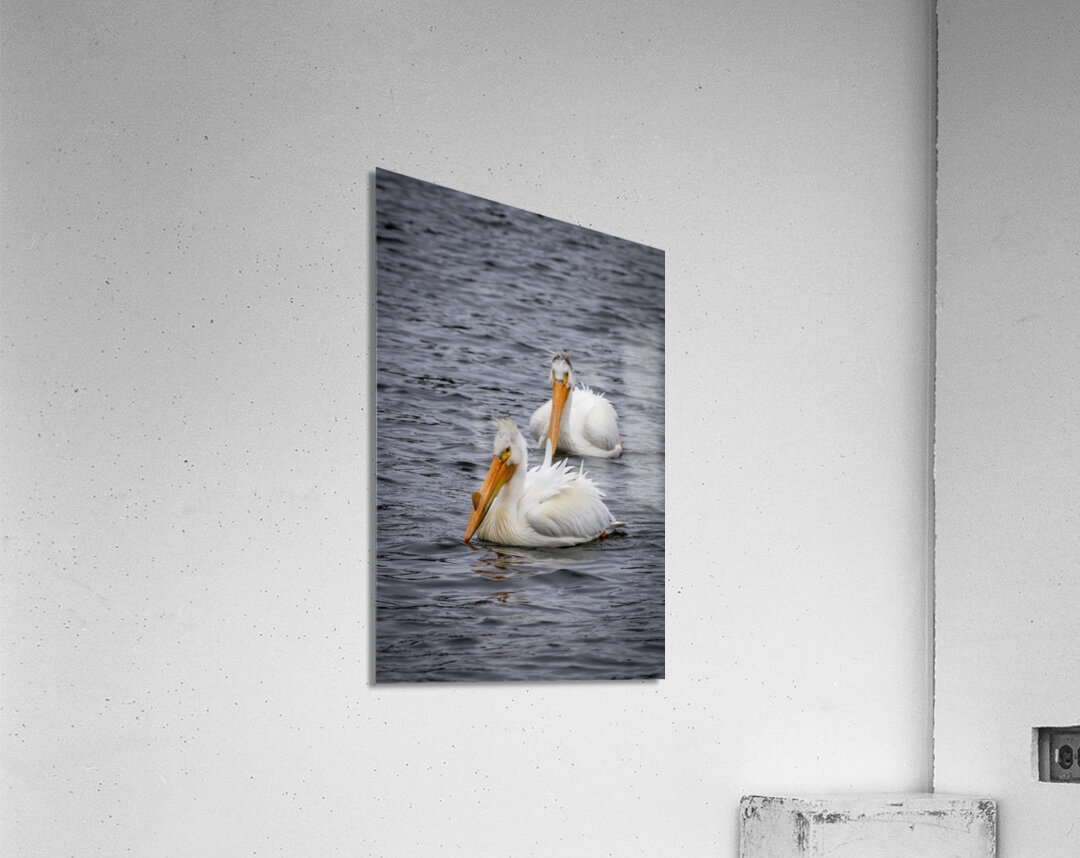 Pelicans Acrylic Print