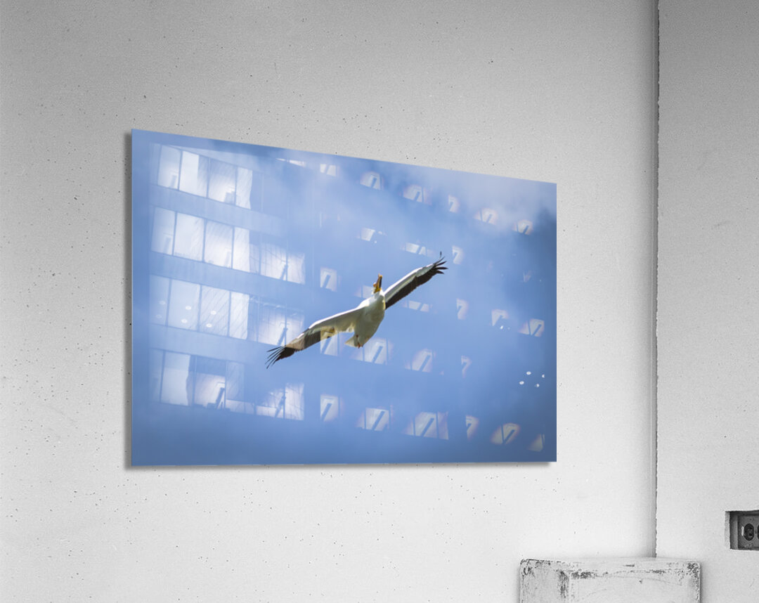 Pelican Acrylic Print