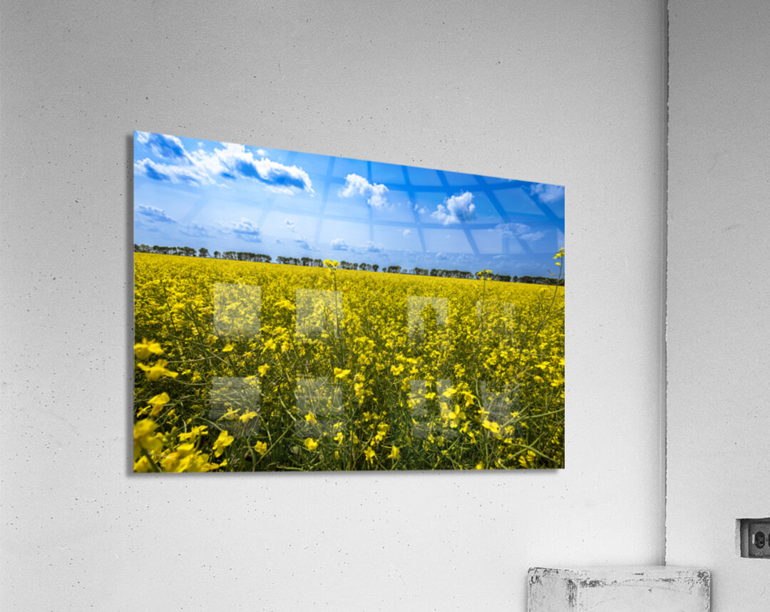 Canola Field Acrylic Print