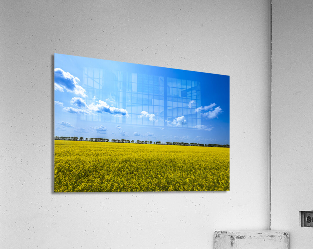 Canola Field Acrylic Print