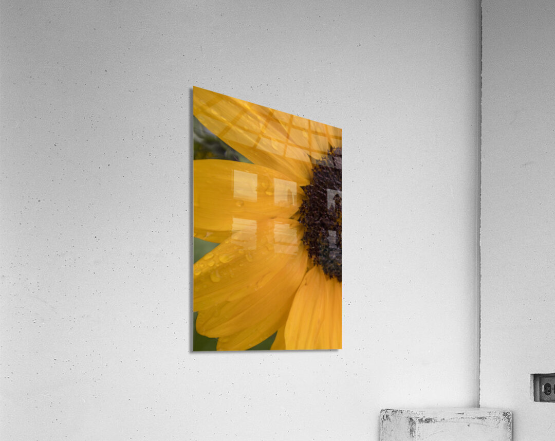 Sunflower Acrylic Print