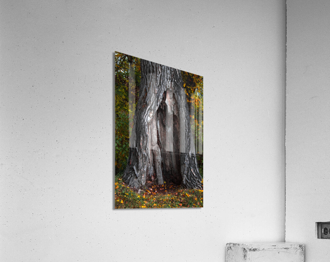 Tree Shelter Acrylic Print