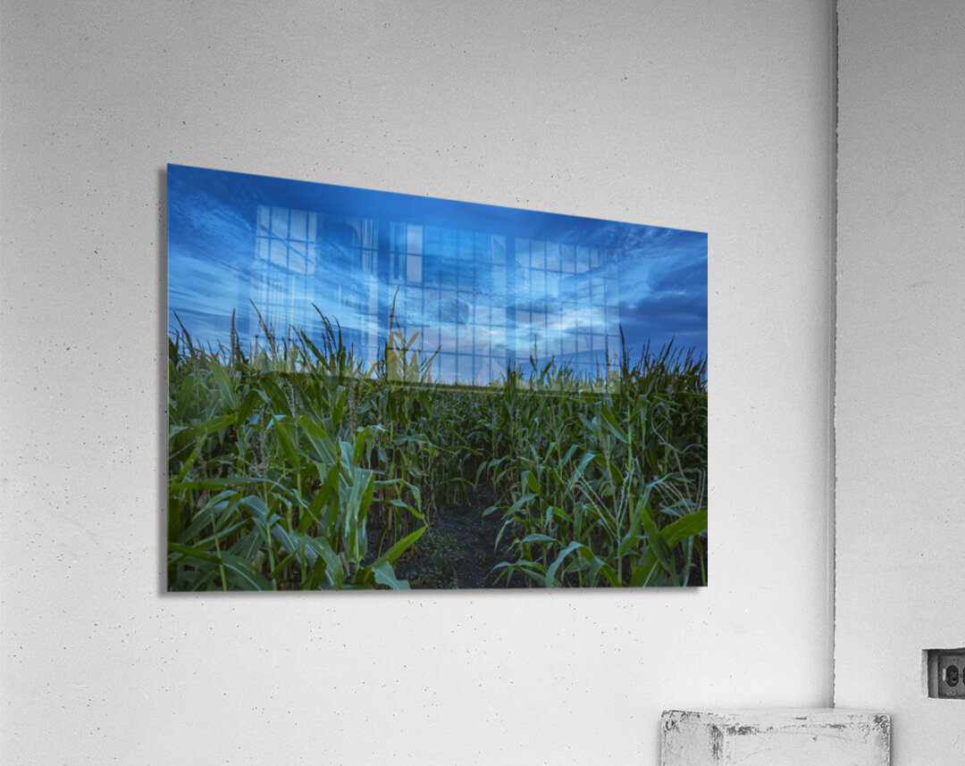 Cornfield at Sunset Acrylic Print