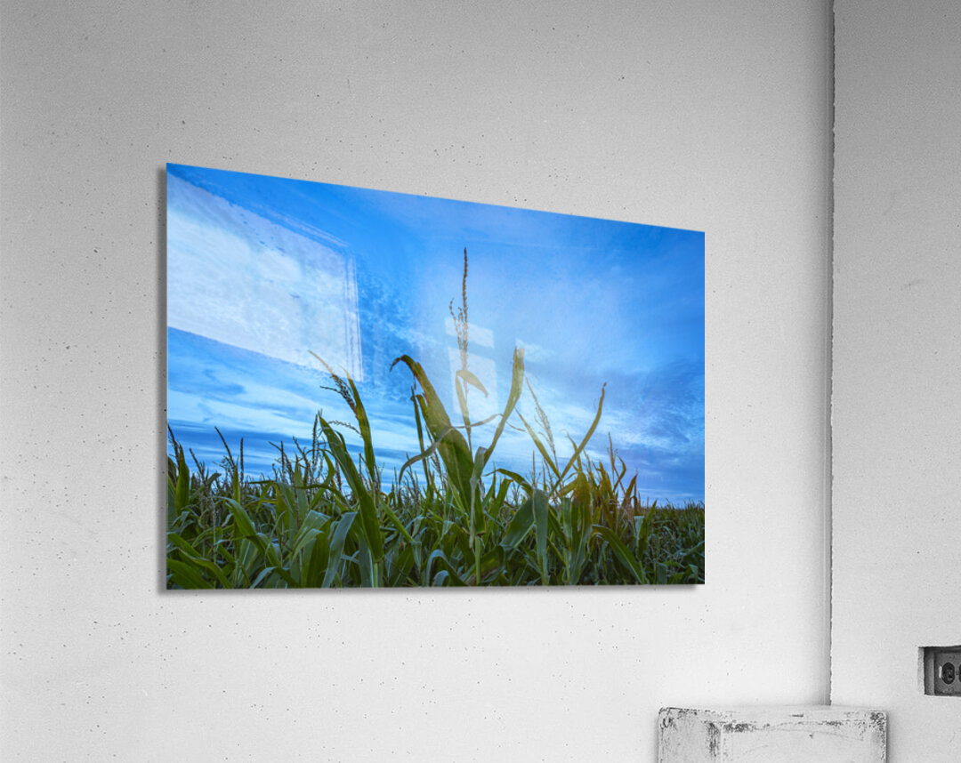 Cornfield at Sunset Acrylic Print