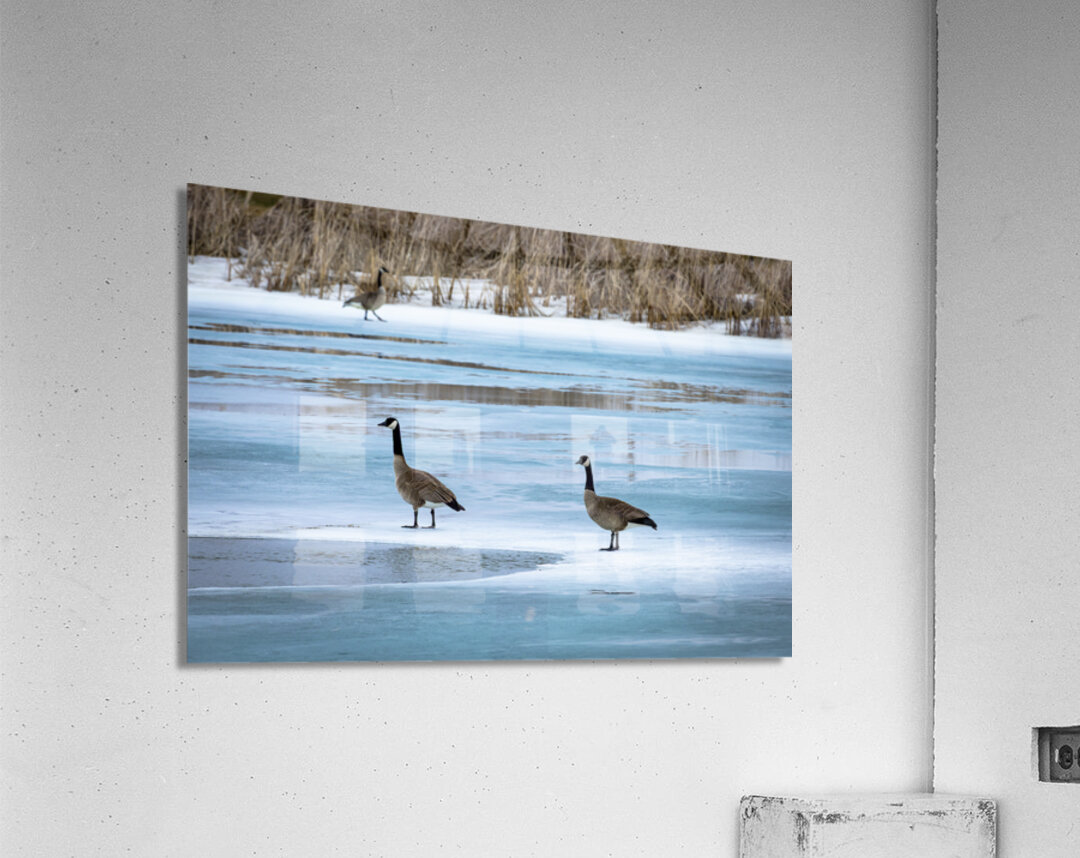 Geese During Spring Thaw Acrylic Print