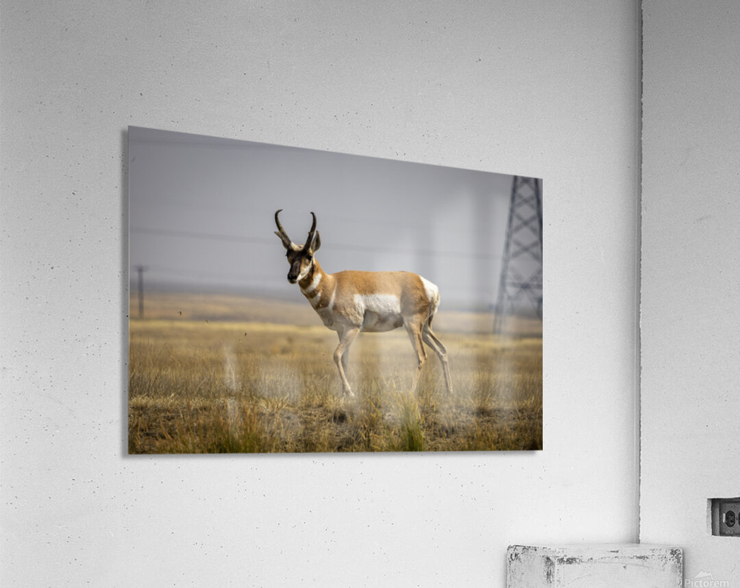 Pronghorn Antelope Acrylic Print