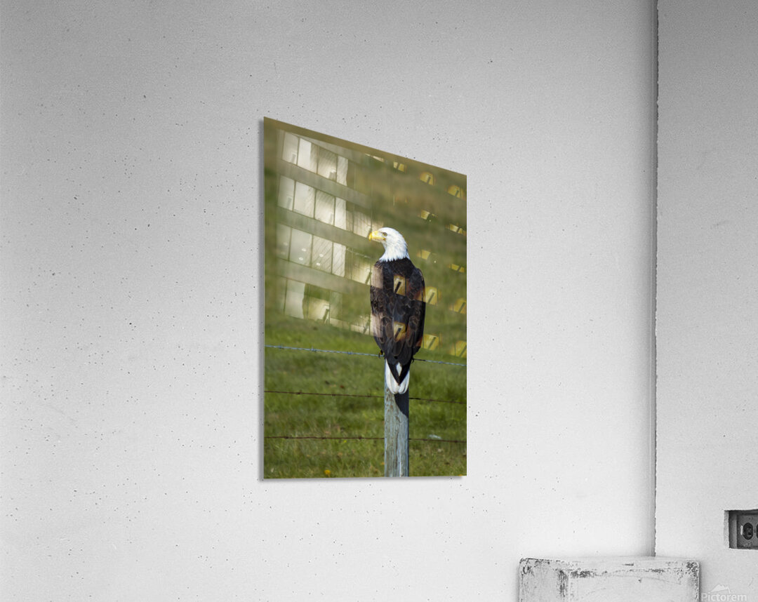 Eagle on a Fence Acrylic Print