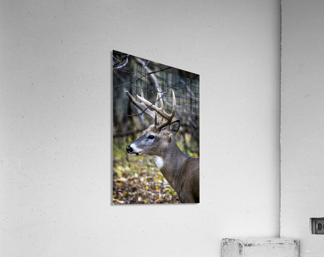 Antlers and Autumn: A Portrait of Natures Beauty Acrylic Print