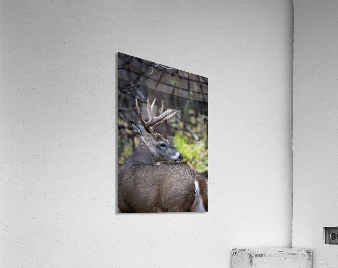 Antlers and Autumn: A Portrait of Natures Beauty Acrylic Print