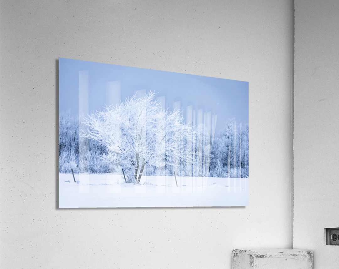 Lone Tree in Hoarfrost Acrylic Print