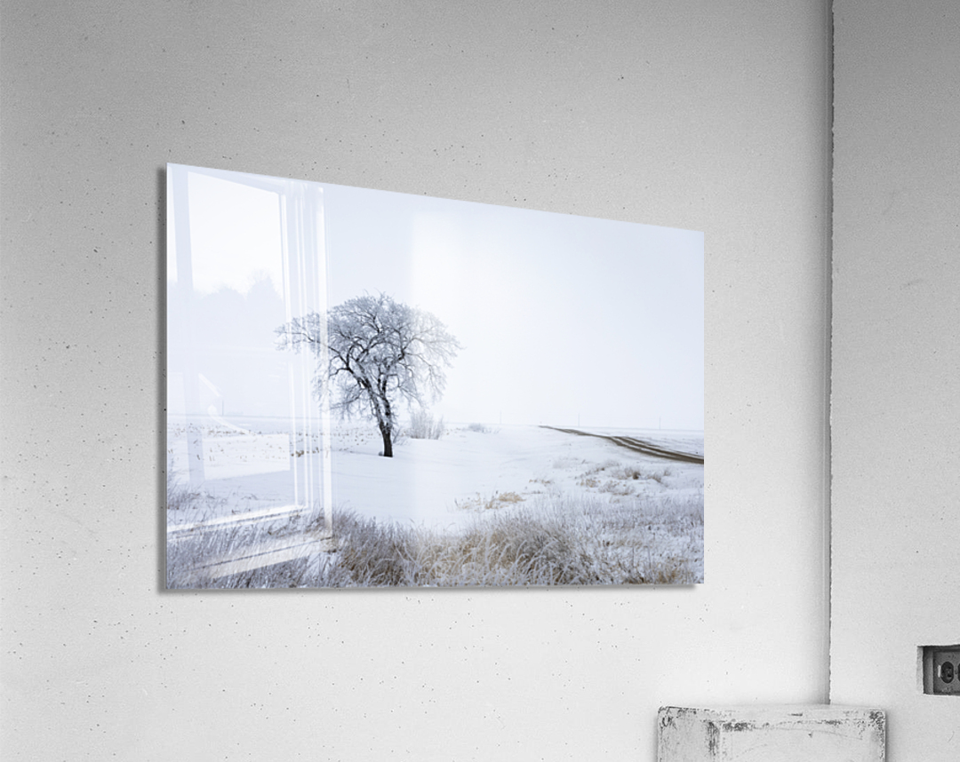 Lone Tree in Winter Fog Acrylic Print