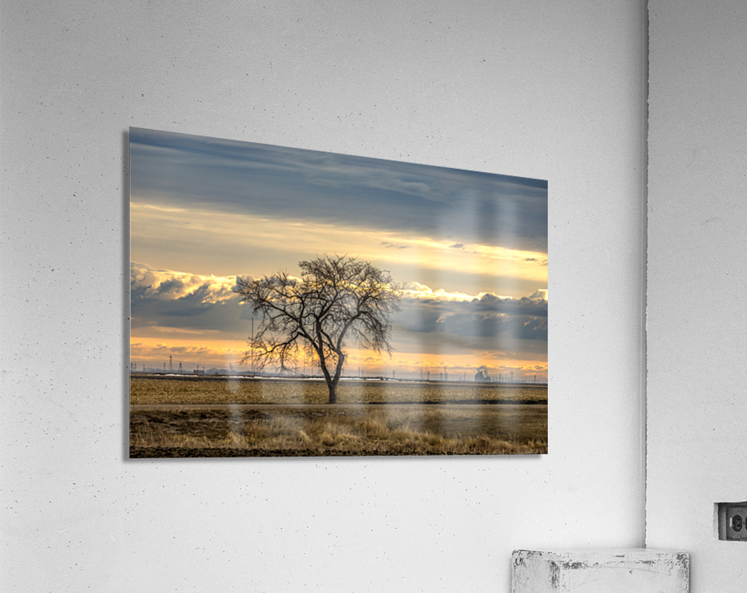 Lone Tree at Sunrise Acrylic Print