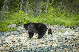 Mama Bear and its Cub