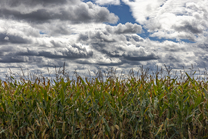 Cornfield Under a Cloudy Day