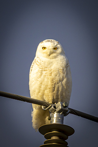 Snowy Owl in the Sun