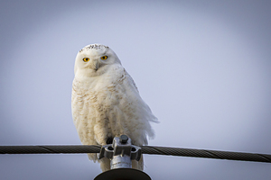 Snowy Owl