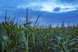 Cornfield at Sunset