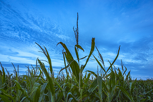 Cornfield at Sunset