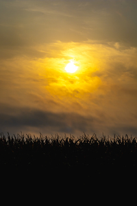 Hazy Sunrise Above Corn Field