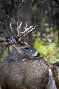 Antlers and Autumn: A Portrait of Natures Beauty