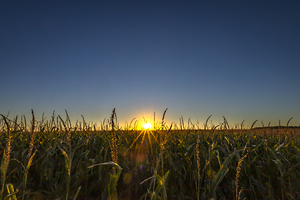 Sunset in the Cornfield