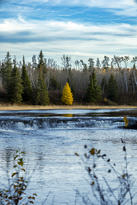 Lone Tamarack Behind the Falls