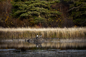 Geese Atop Beaver Hut