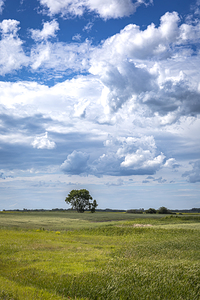 Lone Tree on a Cloudy Day