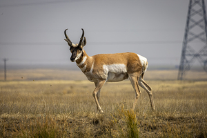 Pronghorn Antelope